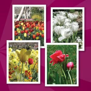 Tulip Notecards Created by Someone with Parkinson's